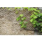 Trellwick fűzvessző apácarács