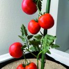 Bamboo Plast műanyag bevonatú bambuszkaró, 180 cm x 12-16 mm