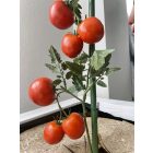 Bamboo Plast műanyag bevonatú bambuszkaró, 180 cm x 12-16 mm