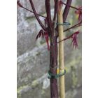 Vegring növénykapocs készlet, 40 db/cs