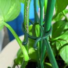 Vegring növénykapocs készlet, 40 db/cs