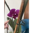 Vegring növénykapocs készlet, 40 db/cs