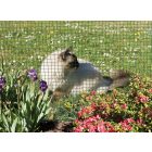 Fensanet Plast 19 ponthegesztett drótháló, műanyag bevonattal