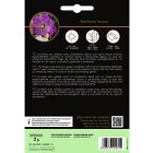 Ehető virágok - Nyári viola mag