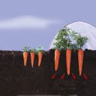 Climafilm kertészeti fólia alagút, 2 m x 5 m 