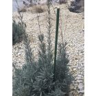 Bamboo Plast műanyag bevonatú bambuszkaró, 1,5 m