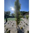 Magus Post hegyezett fa cölöp, karó, Ø4 x 200 cm