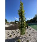 Magus Post hegyezett fa cölöp, karó, Ø4 x 200 cm