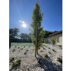 Magus Post hegyezett fa cölöp, karó, Ø4 x 200 cm