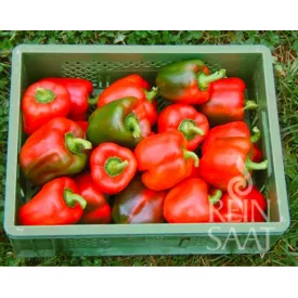 Yoyoma bio dinamikus paprika vetőmag