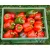 Yoyoma bio dinamikus paprika vetőmag