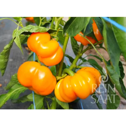 Tamiro bio dinamikus paprika vetőmag