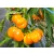 Tamiro bio dinamikus paprika vetőmag