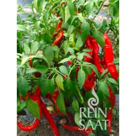 Lombardo bio dinamikus pfefforoni paprika vetőmag