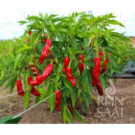 Shishito bio dinamikus paprika vetőmag