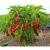 Shishito bio dinamikus paprika vetőmag