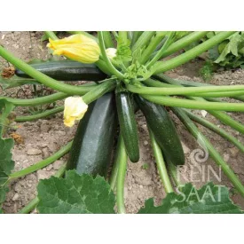 Black beauty bio dinamikus cukkini vetőmag