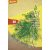 Dill bio dinamikus kapor vetőmag, cca. 3-4m2-re