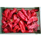 Dulce Italiano bio dinamikus paprika vetőmag