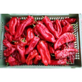 Dulce Italiano bio dinamikus paprika vetőmag