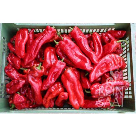 Dulce Italiano bio dinamikus paprika vetőmag