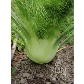 Fino bio dinamikus gumóskömény vetőmag