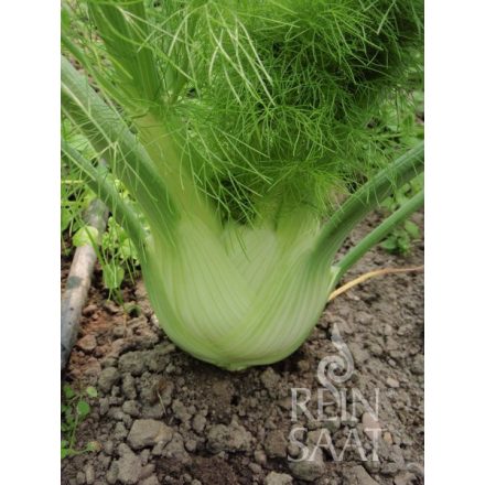 Fino bio dinamikus gumóskömény vetőmag