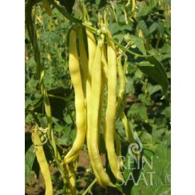 Neckar Gold bio dinamikus zöldbab vetőmag Neckar Gold bio dinamikus zöldbab vetőmag