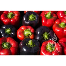 Violetta bio dinamikus paprika vetőmag