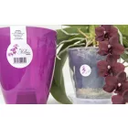 Miltonia kaspó szett, 133 ametiszt