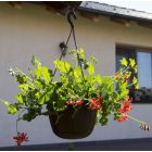 Stella akasztható virágcserép, barna