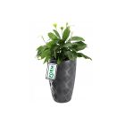 Flow-slim kaspó, 51 liter, antracit