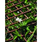 Trelliwillow kihúzható fűzfa apácarács, 0,5 x 1,5 m 