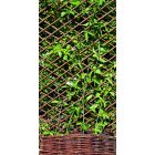 Trelliwillow kihúzható fűzfa apácarács, 0,5 x 1,5 m 