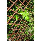 Trelliwillow kihúzható fűzfa apácarács, 0,5 x 1,5 m 