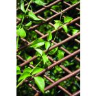 Trelliwillow kihúzható fűzfa apácarács, 0,5 x 1,5 m 