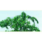 EasyNet PP madárháló, 2 x 10 m, fekete 