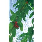 EasyNet PP madárháló, 2 x 10 m, fekete 