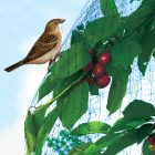 EasyNet PP madárháló, 2 x 10 m, fekete 