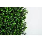 Vertical Buxus zöldfal buxus levelekkel, 1 m x 1 m, zöld 
