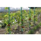 Aquatom víztároló üreggel rendelkező növénytámasztó karó, 1,8 m, zöld  