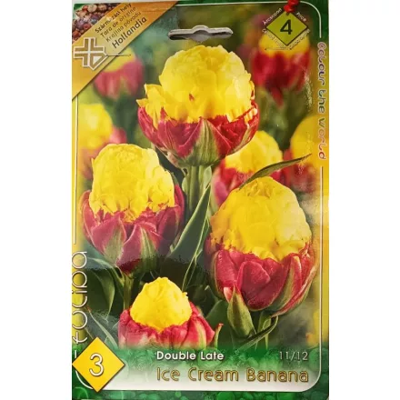 Ice Cream Banana tulipán virághagyma 