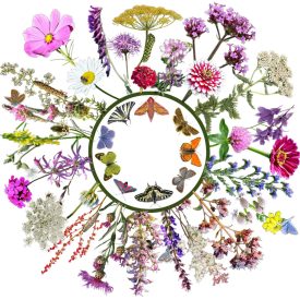 Lepkecsalogató 2,0 vetőmag, 5 g, Vadvirágom sorozat