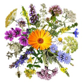 Hörbi 3.0 vetőmag, 5 g, Vadvirágom sorozat