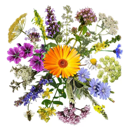 Hörbi 3.0 vetőmag, 5 g, Vadvirágom sorozat