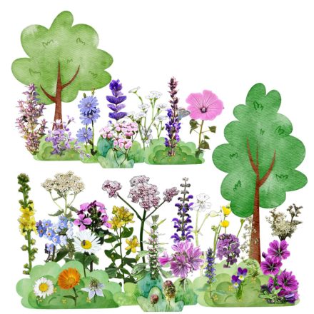 Árnyas magkeverék vetőmag, 5 g, Vadvirágom sorozat