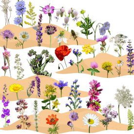 Buckalakó vetőmag, 5 g, Vadvirágom sorozat