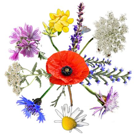 Méheske 2.0 méhlegelő keverék, 5 g, Vadvirágom sorozat