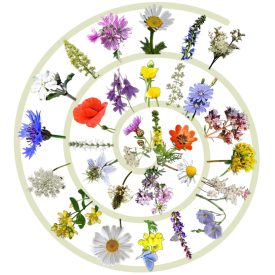   Beporzóna 3.0 méhlegelő magkeverék vetőmag, 5 g, Vadvirágom sorozat