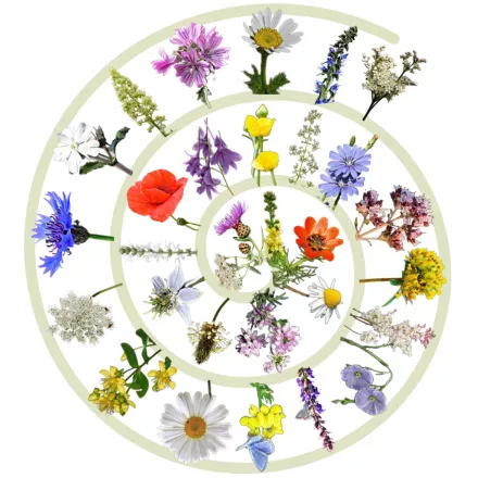 Beporzóna 3.0 méhlegelő magkeverék vetőmag, 5 g, Vadvirágom sorozat